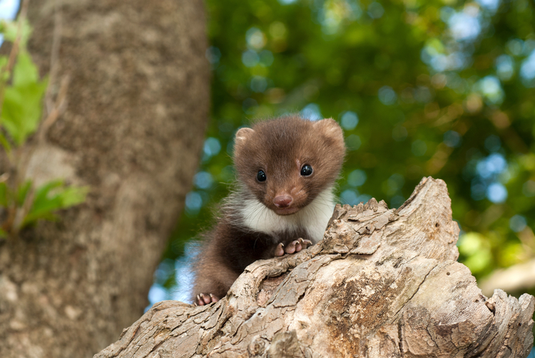 Vergrämung lästiger Tiere am Haus  Nds. Landesamt für Verbraucherschutz  und Lebensmittelsicherheit