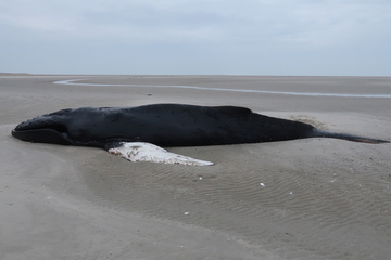 Der Kadaver des Tieres liegt im Watt vor Wangerooge.