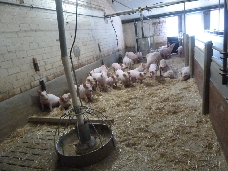 Gruppe von Schweinen steht in einem mit Stroh gefülltem Stall.