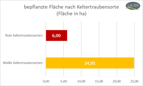 bepflanzte Fläche nach Keltertraubensorte (Stand 05.01.2024)