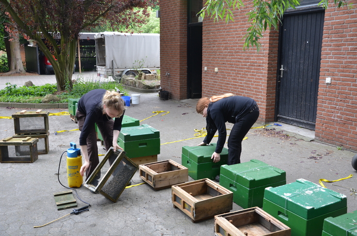 Imkerinnen arbeiten im Hof mit Bienenbeuten