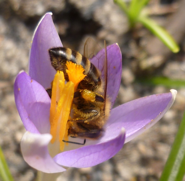 Biene sitzt in geöffneter Krokusblüte und sammelt Pollen