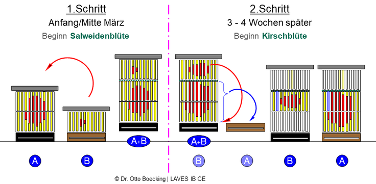 Schematische Darstellung von Bienenvölkern