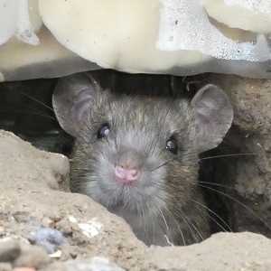 Ratten und Mäuse  Nds. Landesamt für Verbraucherschutz und  Lebensmittelsicherheit