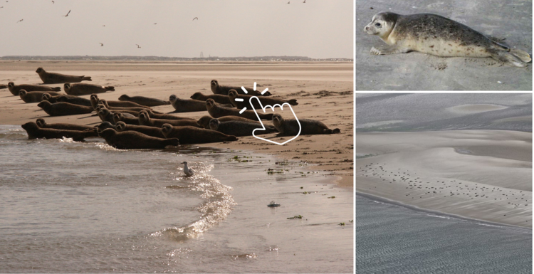 Collage aus drei Bildern: Seehunde liegen auf einer Sandbank, ein einzelner Seehund am Strand und Seehunde aus der Ferne aus dem Flugzeug aufgenommen.