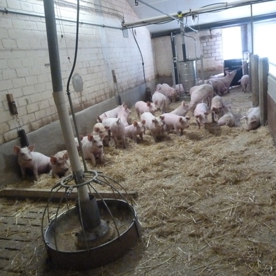 Gruppe von Schweinen im Stall