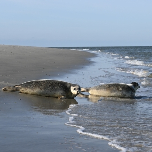 Zwei Seehunde liegen an der Wasserkante am Strand.