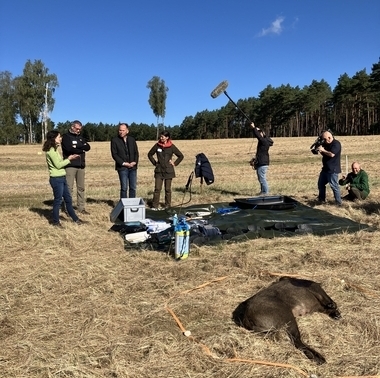 Krisenübung auf einem Feld, um die Verbreitung der Tierseuche Afrikanische Schweinepest zu verhindern. Ein totes Wildschwein liegt auf einem Feld und wird seuchengerecht entsorgt. Kameraleute filmen die Übung.