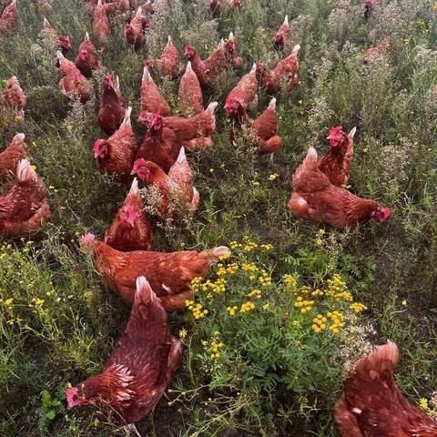 Legehennen laufen auf einer Wiese in Freilandhaltung.