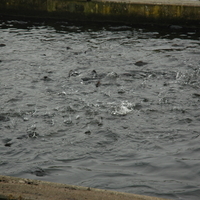 Forellen in einer Aquakulturanlage