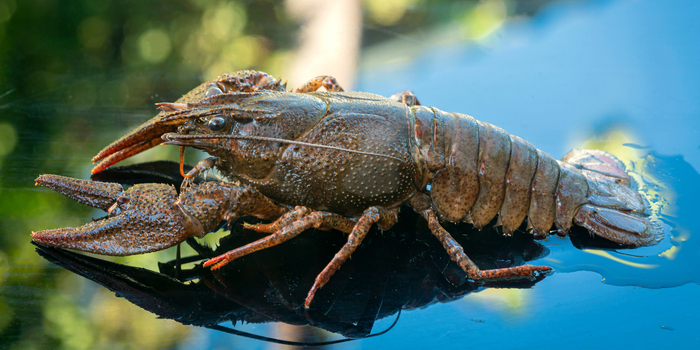 Der Europäische Flusskrebs (Astacus astacus) ist die häufigste Flusskrebsart in Europa