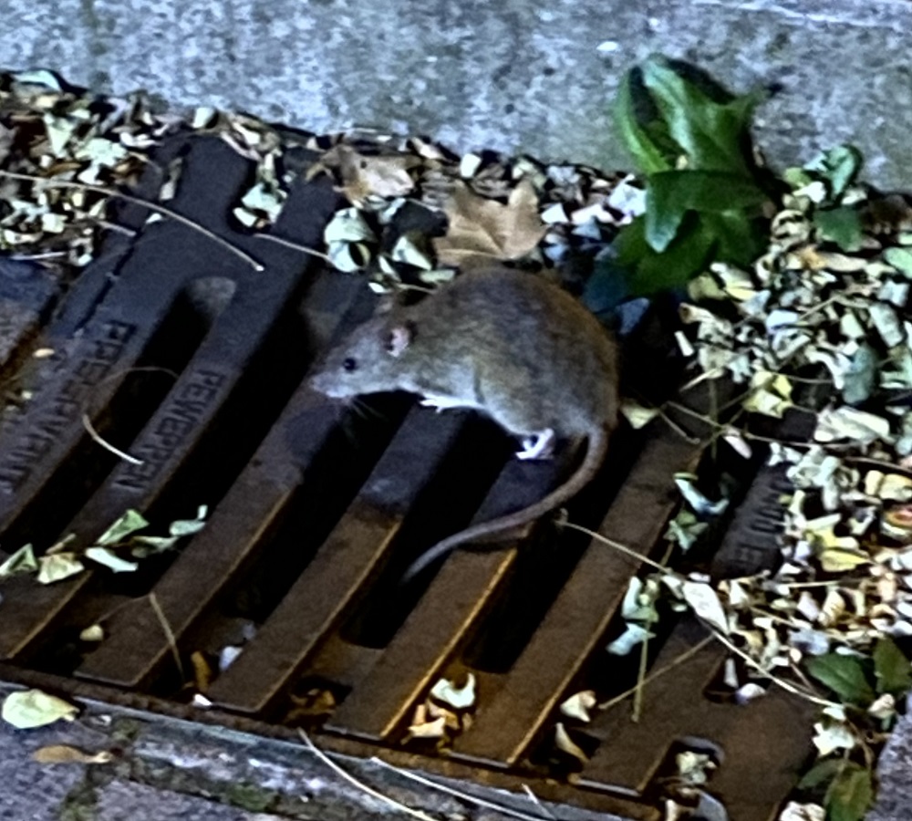 Tipps gegen Rattenbefall in Mülltonne und Komposter - Kleinlogel