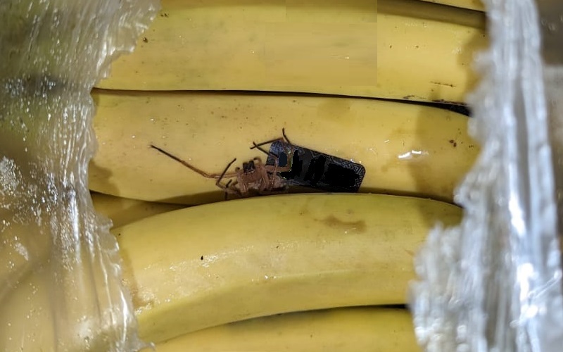 Bananenspinnen – Und Was Dahinter Steckt | Nds. Landesamt Für ...